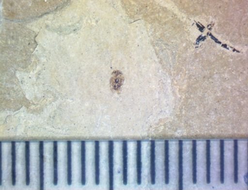undet. Hemiptera