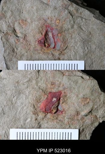 undet. Arthropoda