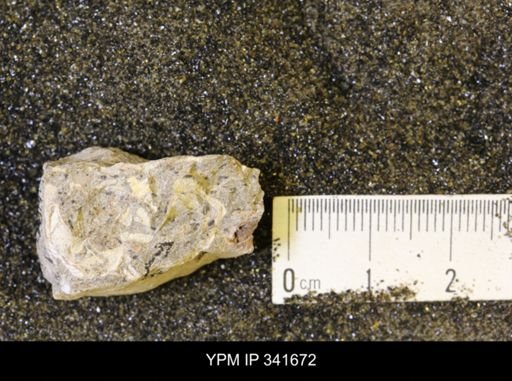 Scaphites?