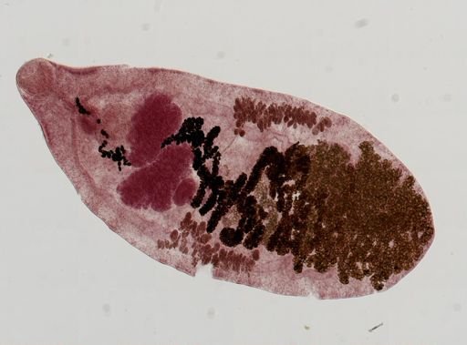 Dicrocoelium dendriticum
