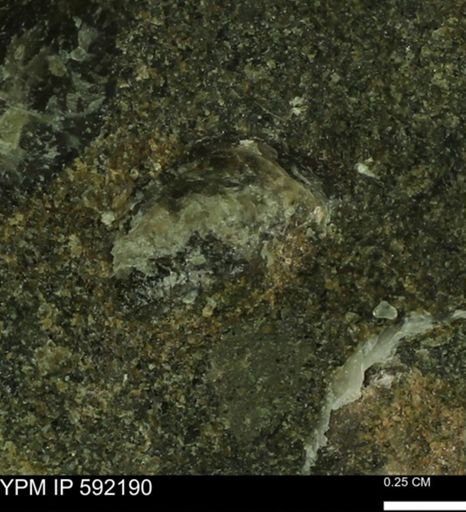 Ostrea translucida?