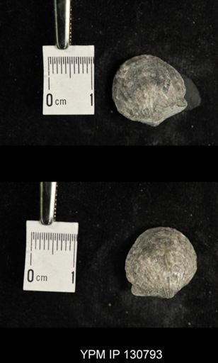Spinatrypa spinosa