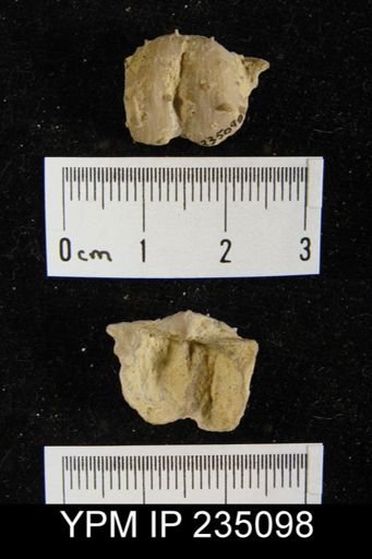Marginifera hystricula
