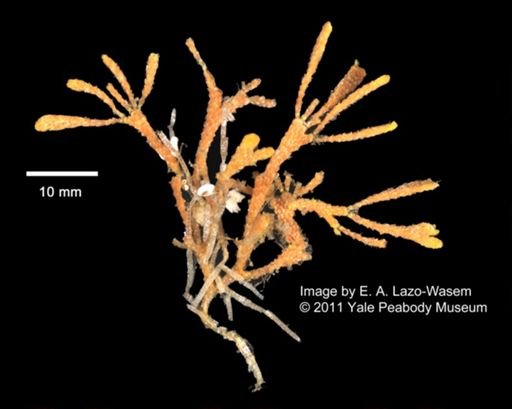 Bryozoa