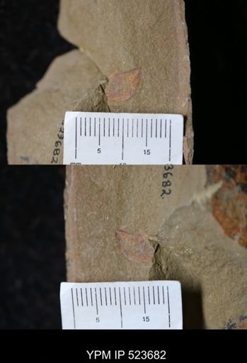undet. Arthropoda