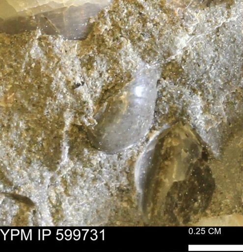 Protocardia subquadrata