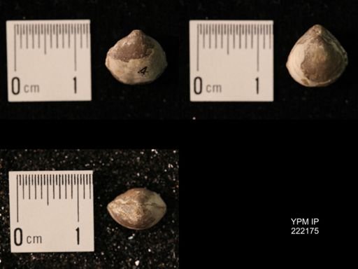 Composita lewisensis
