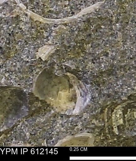 undet. Bivalvia