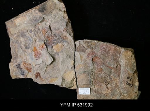 undet. Arthropoda