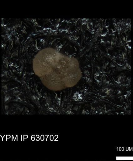 undet. Rugoglobigerinidae