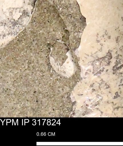 undet. Gastropoda
