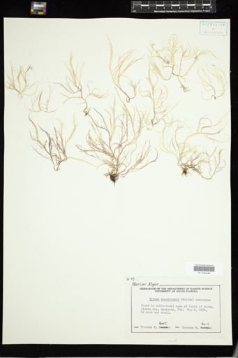 Hypnea musciformis
