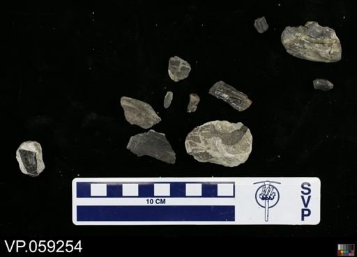 Vertebrata