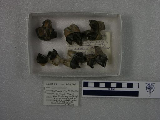 Coryphodon eocaenus
