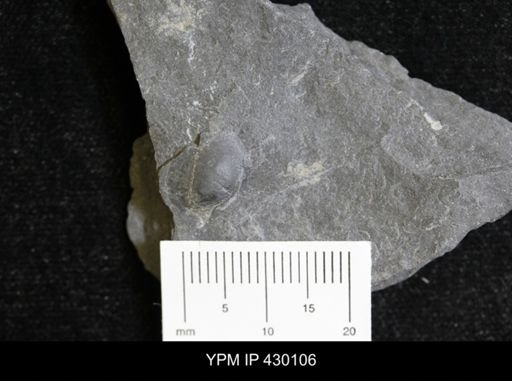 Devonochonetes sp.