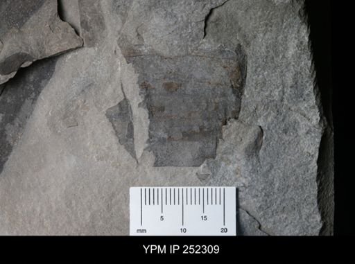 undet. Eurypterida