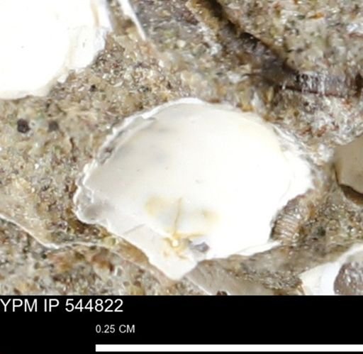 Corbulamella gregaria