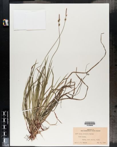 Carex communis
