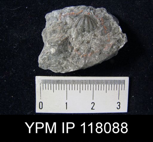 Delthyris rugaecosta