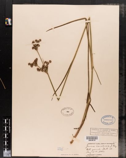 Juncus canadensis