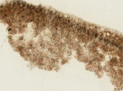 Agelas sp.