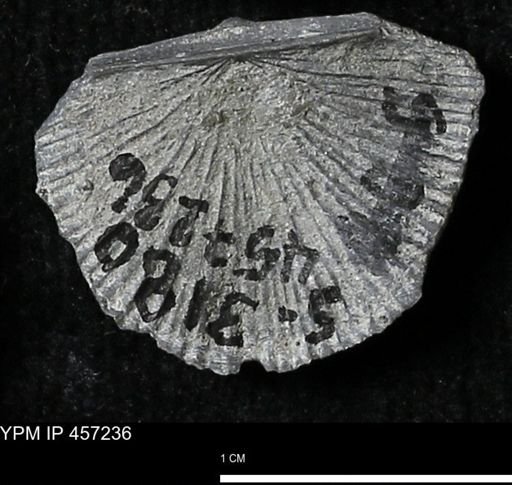 Stropheodonta erratica fissicosta