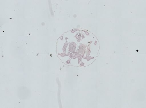 Prenolepis imparis