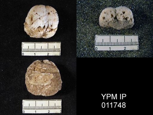 Marginifera wordensis