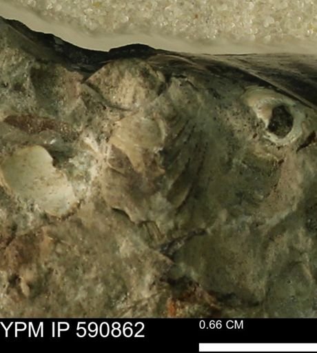 undet. Bivalvia