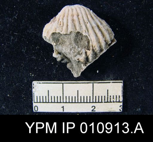 Meekella attenuata