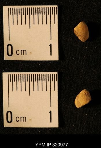 Dielasma elongatum