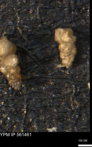 Verneuilinoides hectori