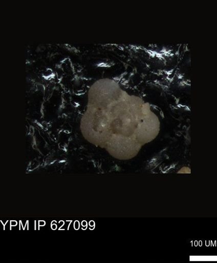 undet. Foraminiferida