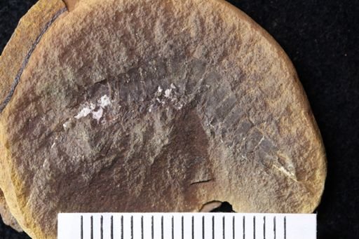 Acanthotelson stimpsoni