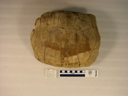 Stylemys nebrascensis