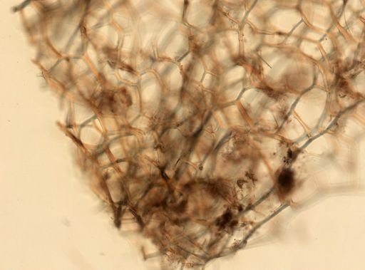 Spongia sp.