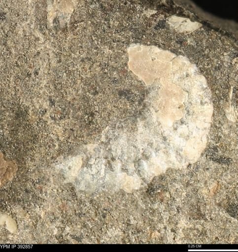 Scaphites sp.