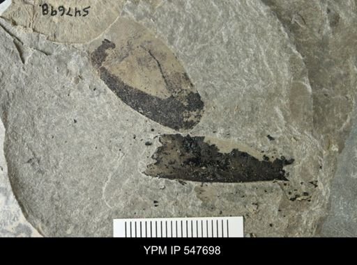 undet. Eurypterida