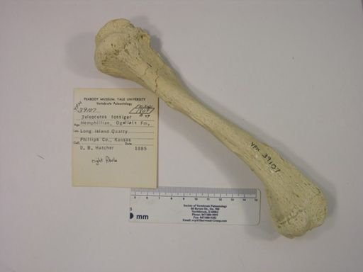 Teleoceras fossiger