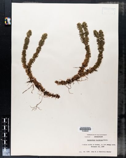 Lycopodium lucidulum