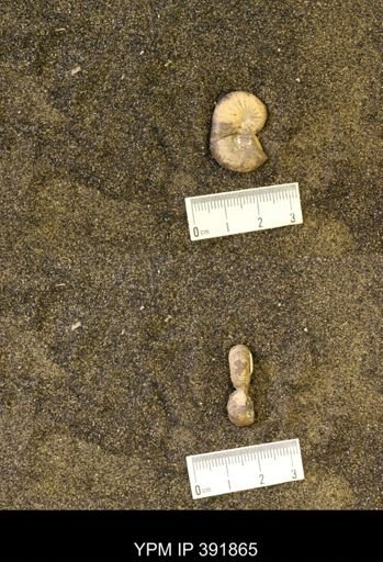 Scaphites whitfieldi