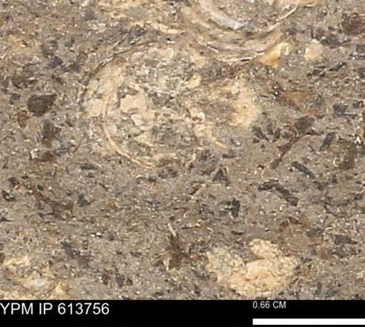 Scaphites sp.