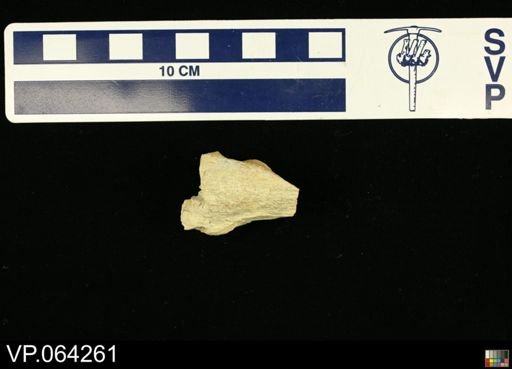 undet. Mosasauridae