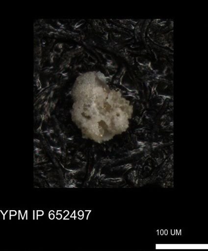 undet. Foraminiferida