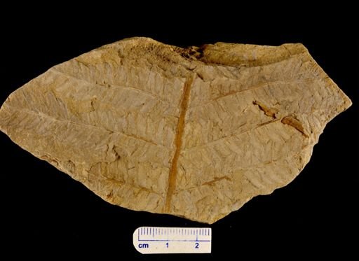 Pecopteris microdonta