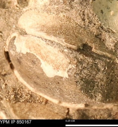Ammonoidea