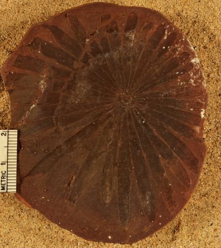 Annularia inflata