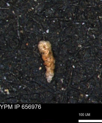 Verneuilinoides kansasensis