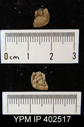 Finkelnburgia sp.