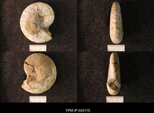 Hoploscaphites nicolletii